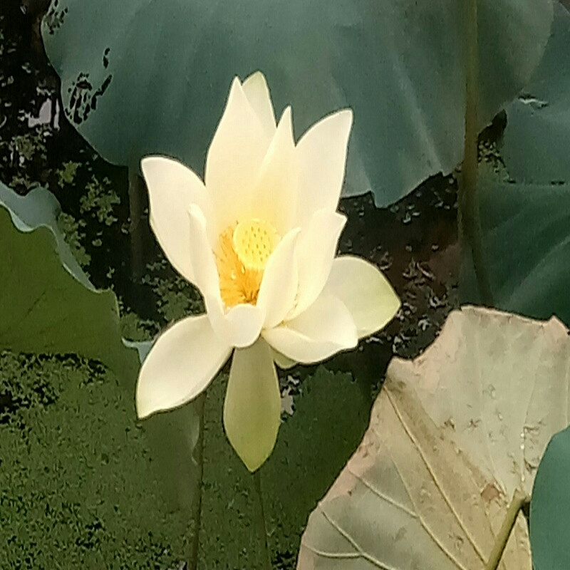 吉祥哥哥
