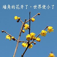 墙角的花开了，世界便小了