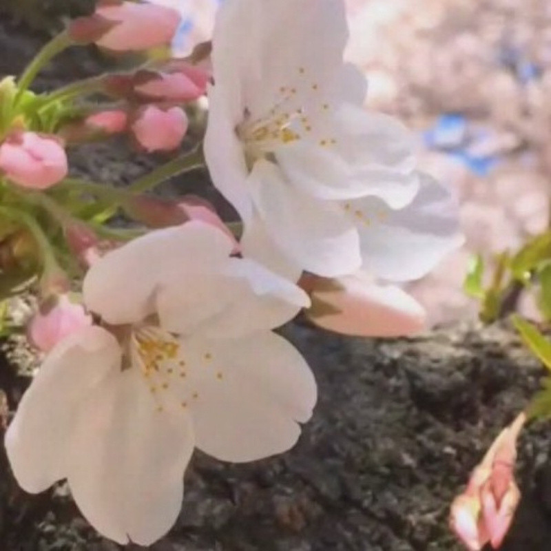 谢建芬