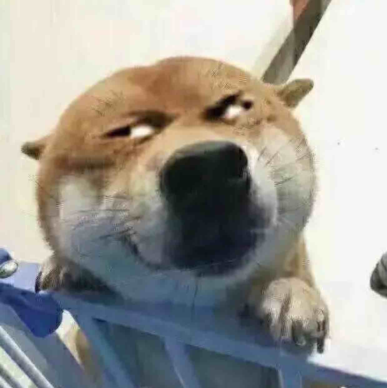 涛