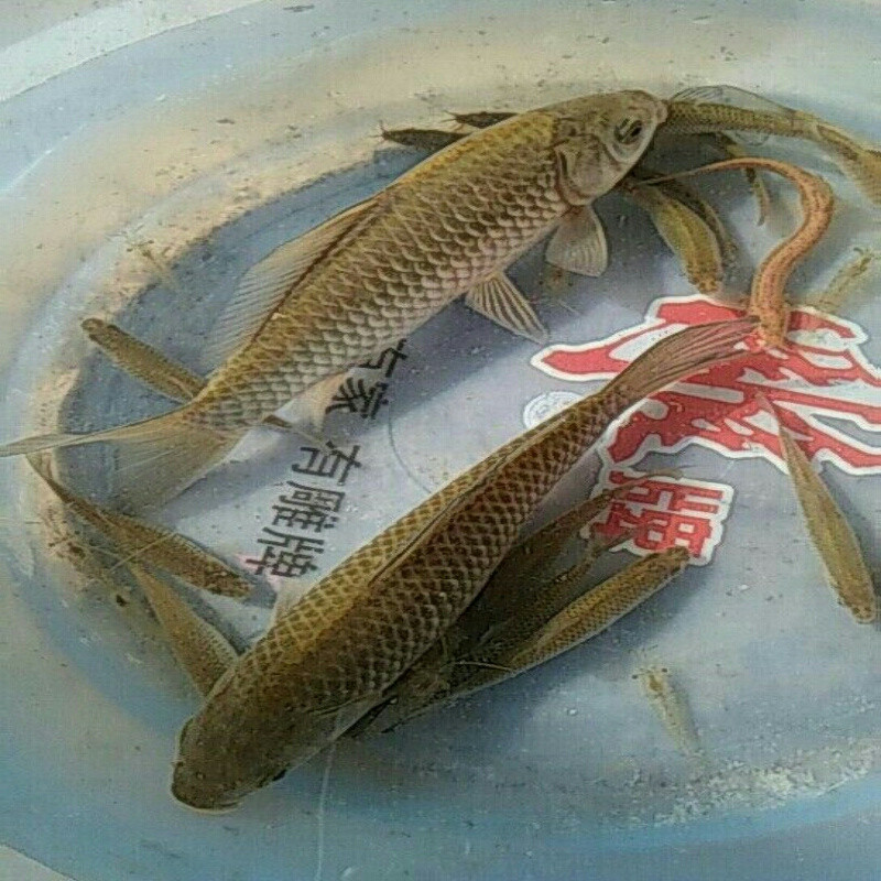疯狂的阿杜2015