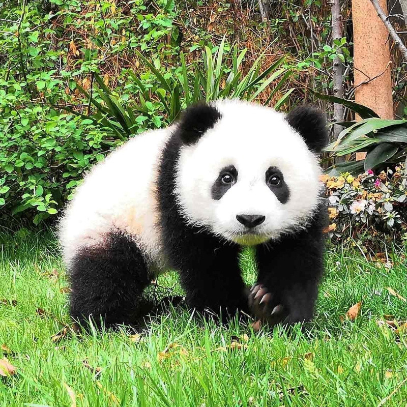 龙。＆