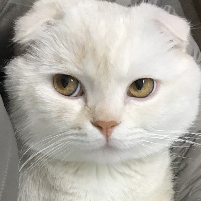 QT
