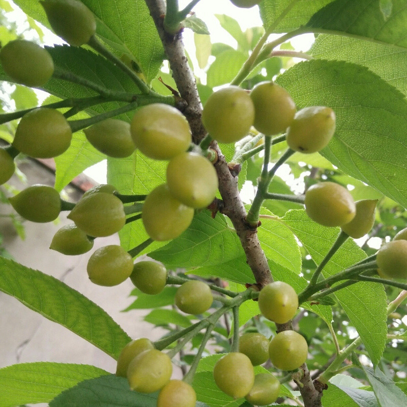小青草