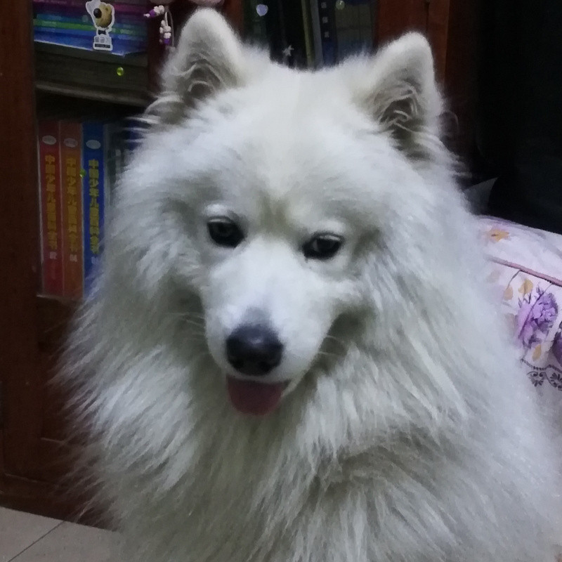 茶客