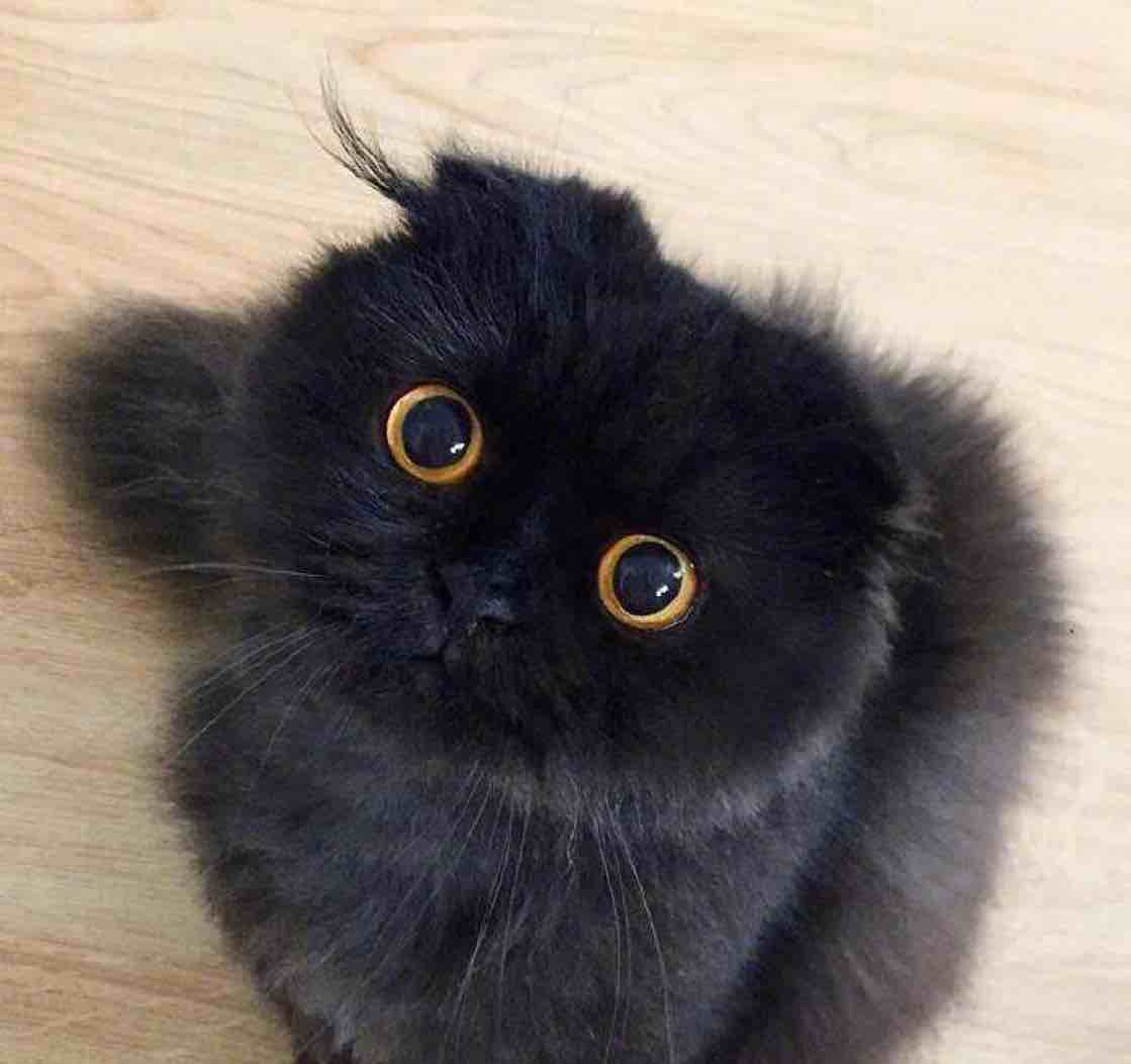 董歌