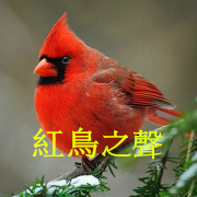 紅鳥