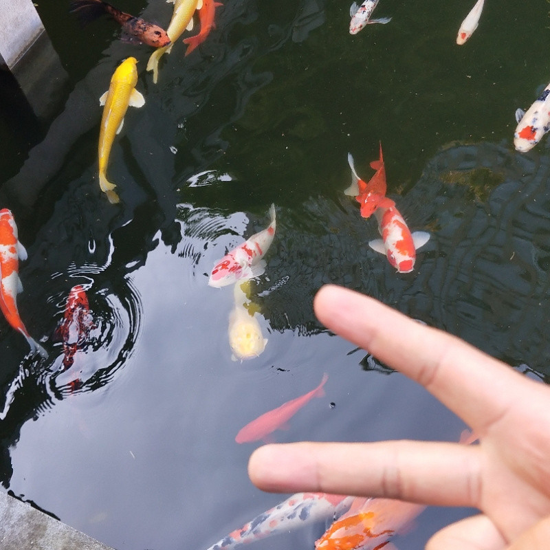 未完的承诺。