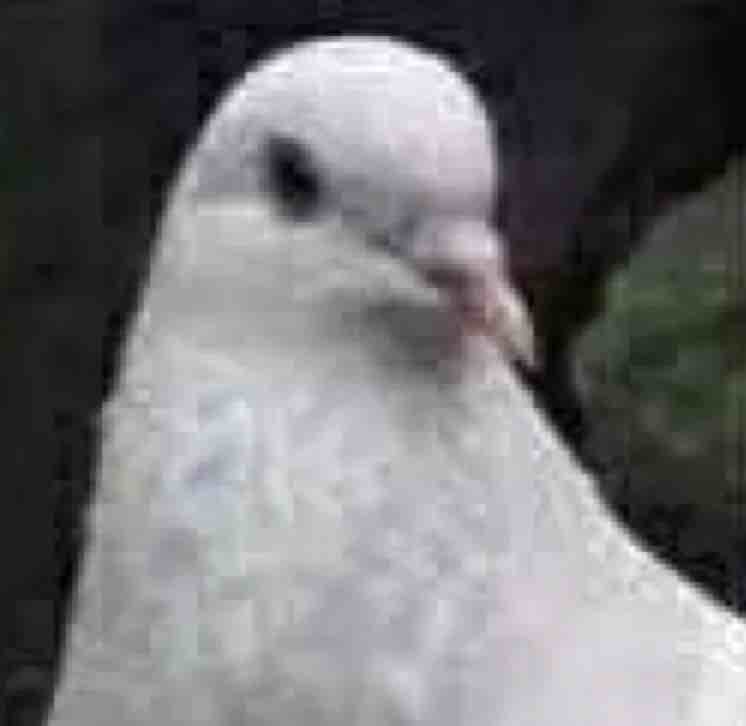 singlesheep