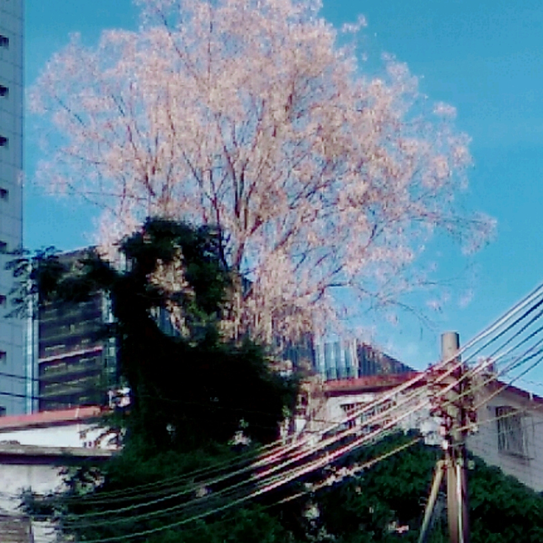 静许