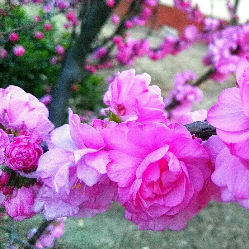 行走的梅花鹿