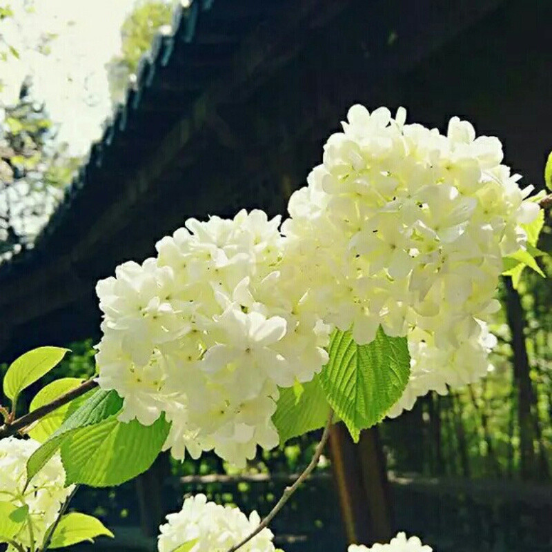 司马灰