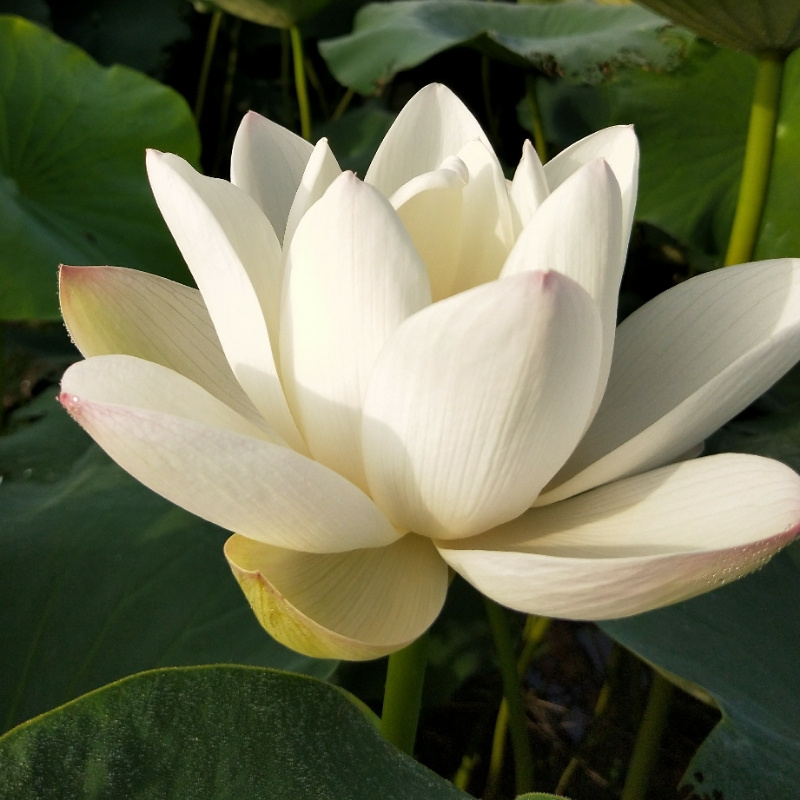 冰是睡着的水
