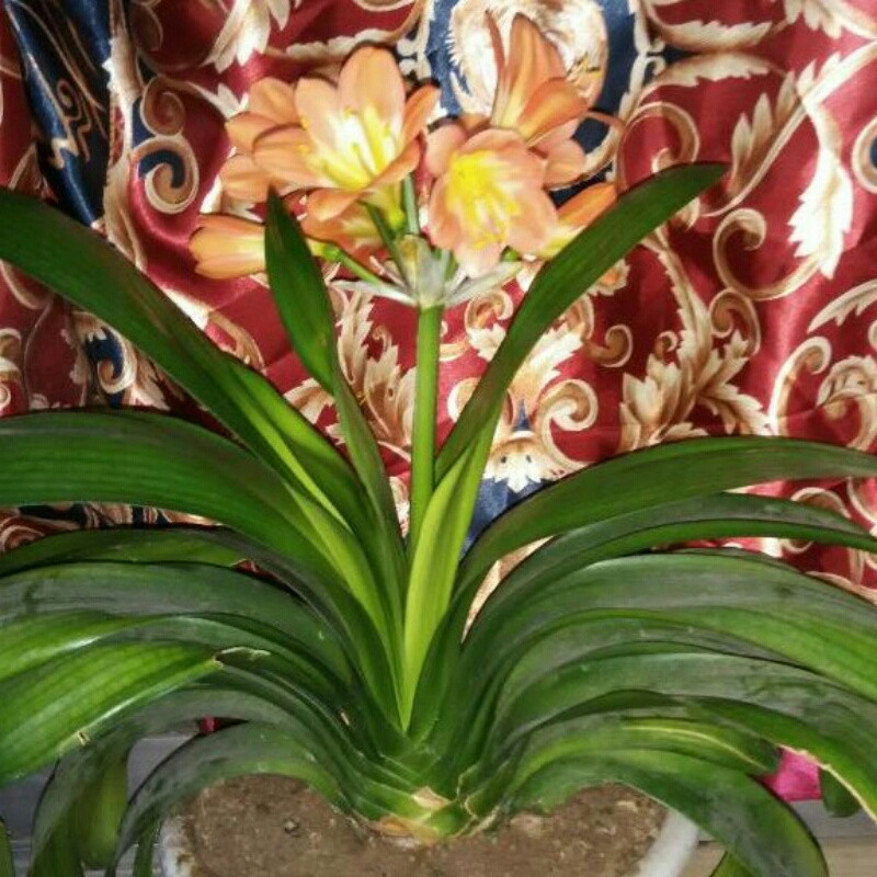 百合花