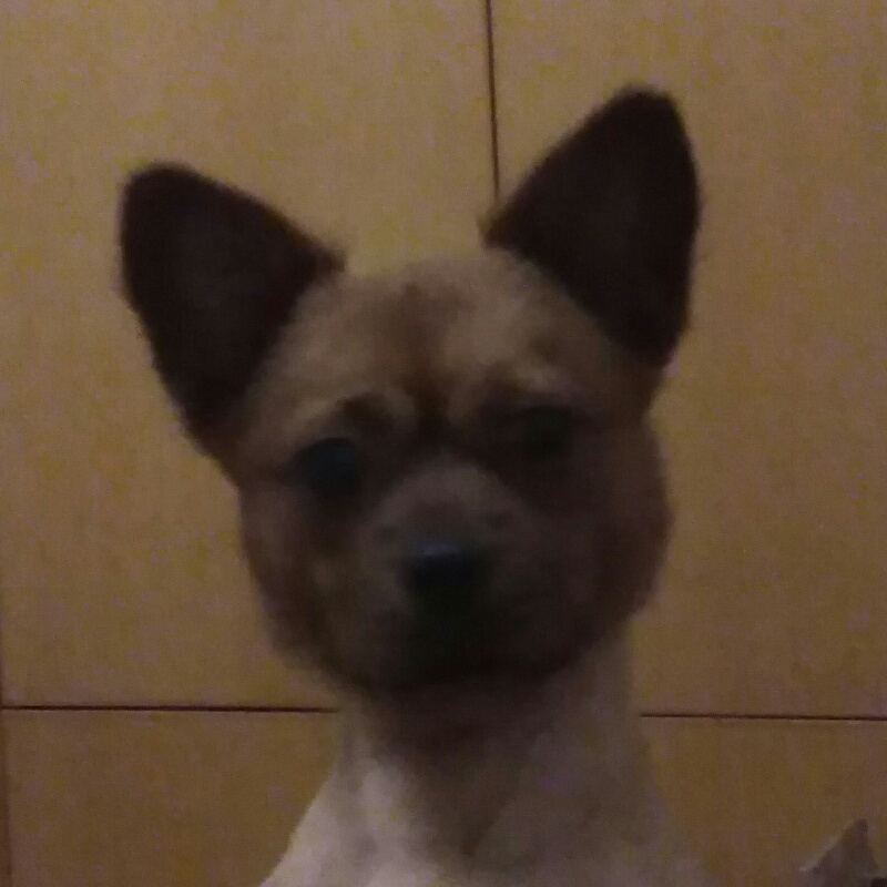 呲皮