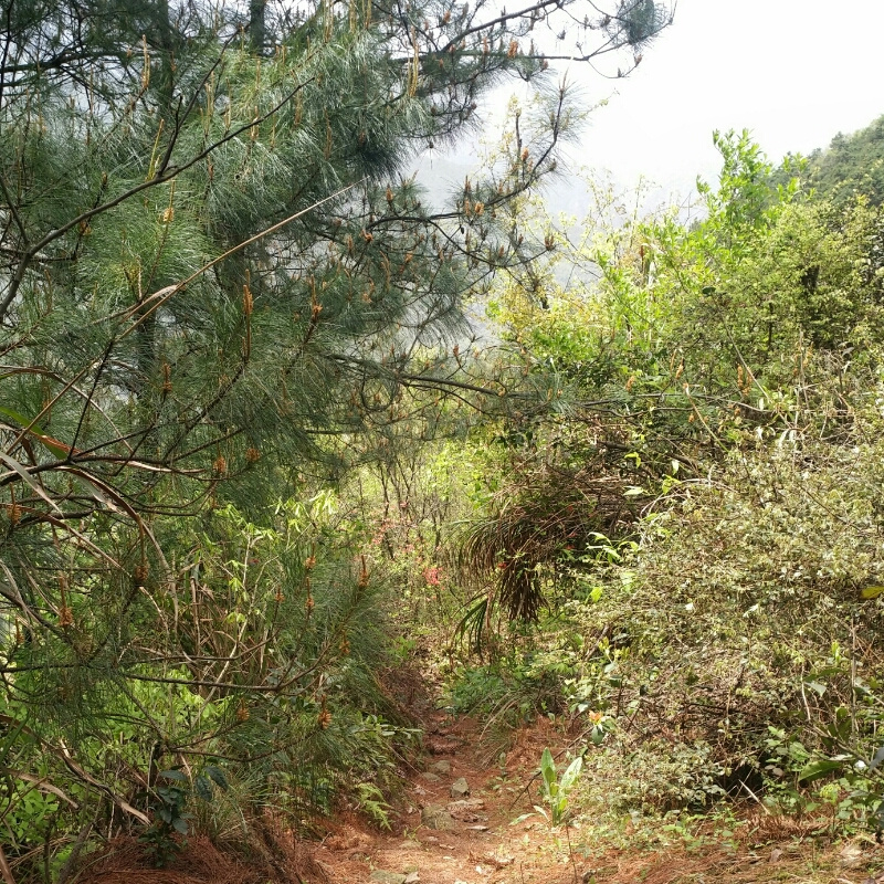 坚强的泡泡