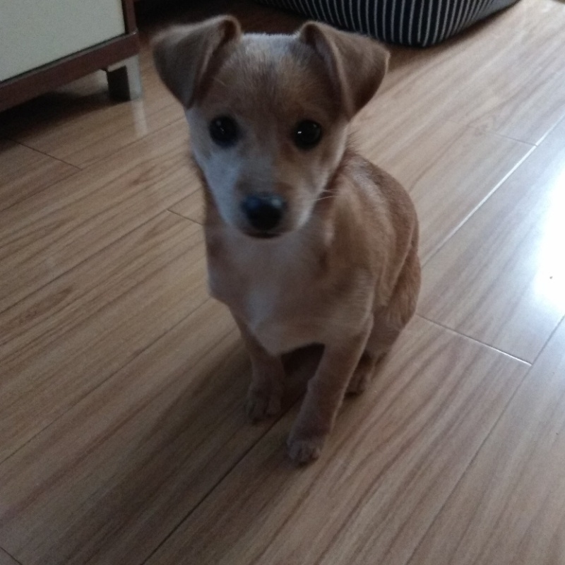 楚三