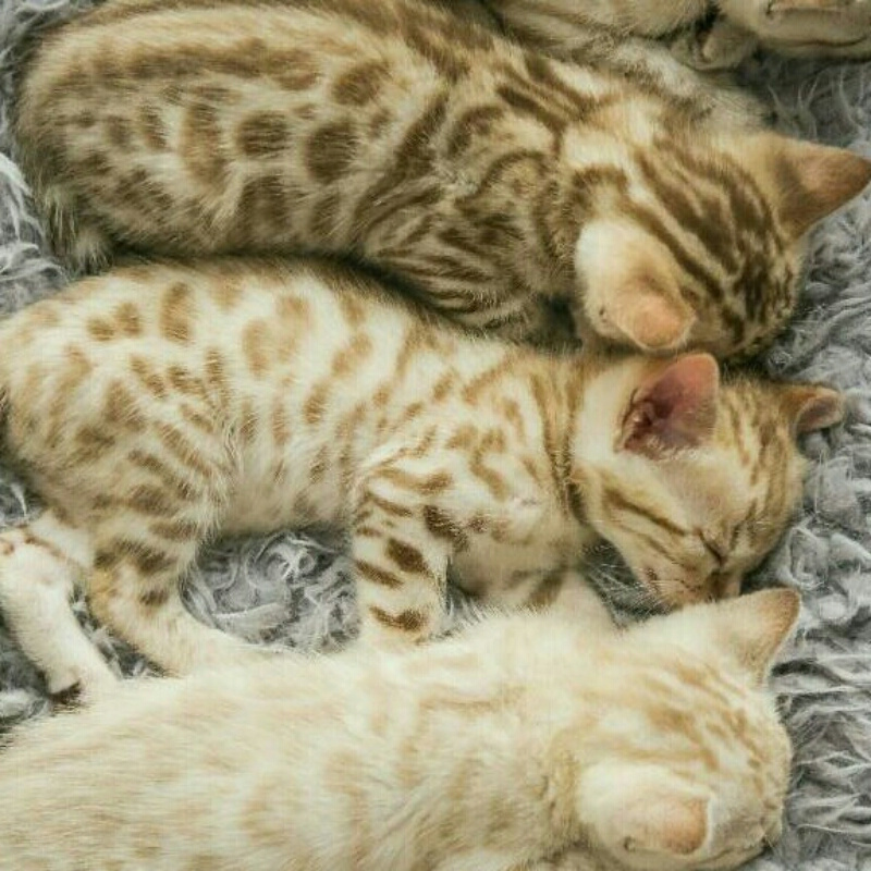 猫咪斑纹的秘密