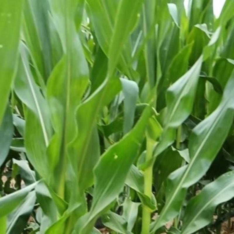 180xxxx7948