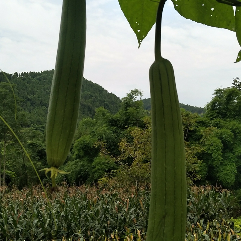 花花女子监狱