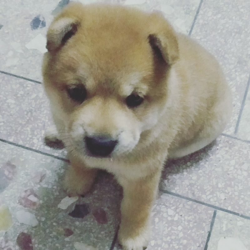 军