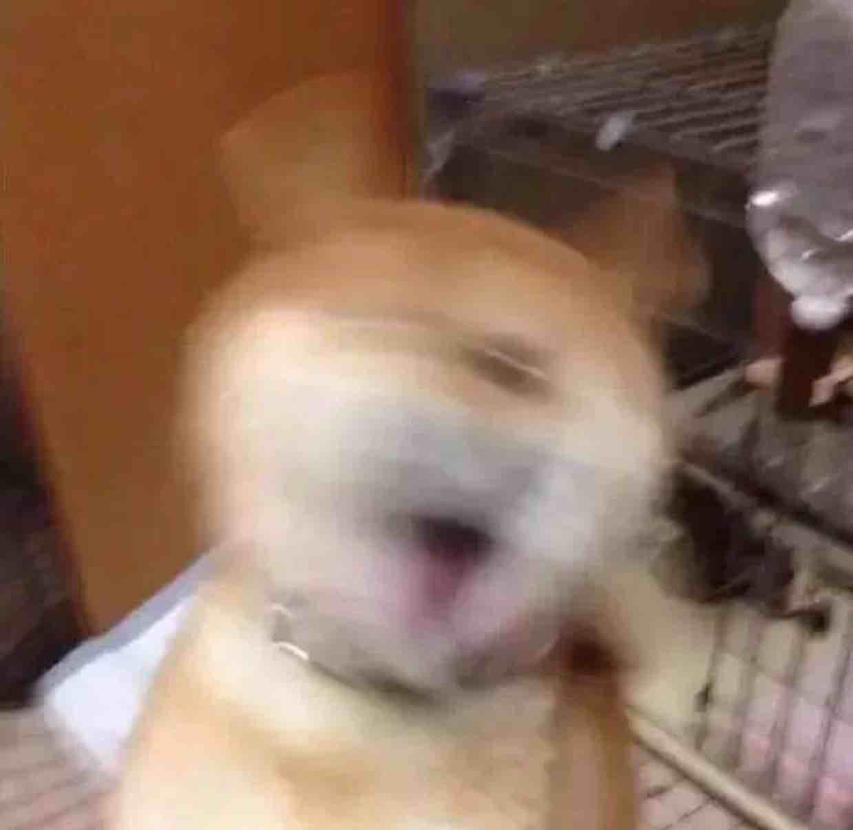我去前面探探路