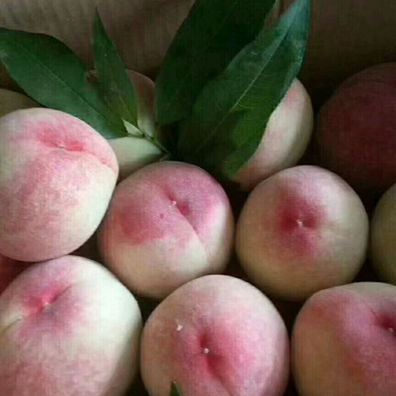 快乐小天使