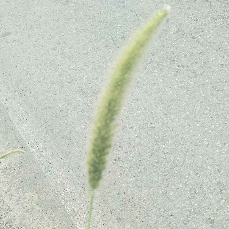 信感小中分