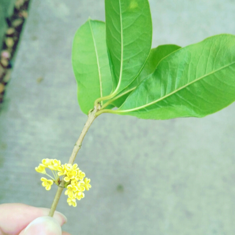 黑白鹅