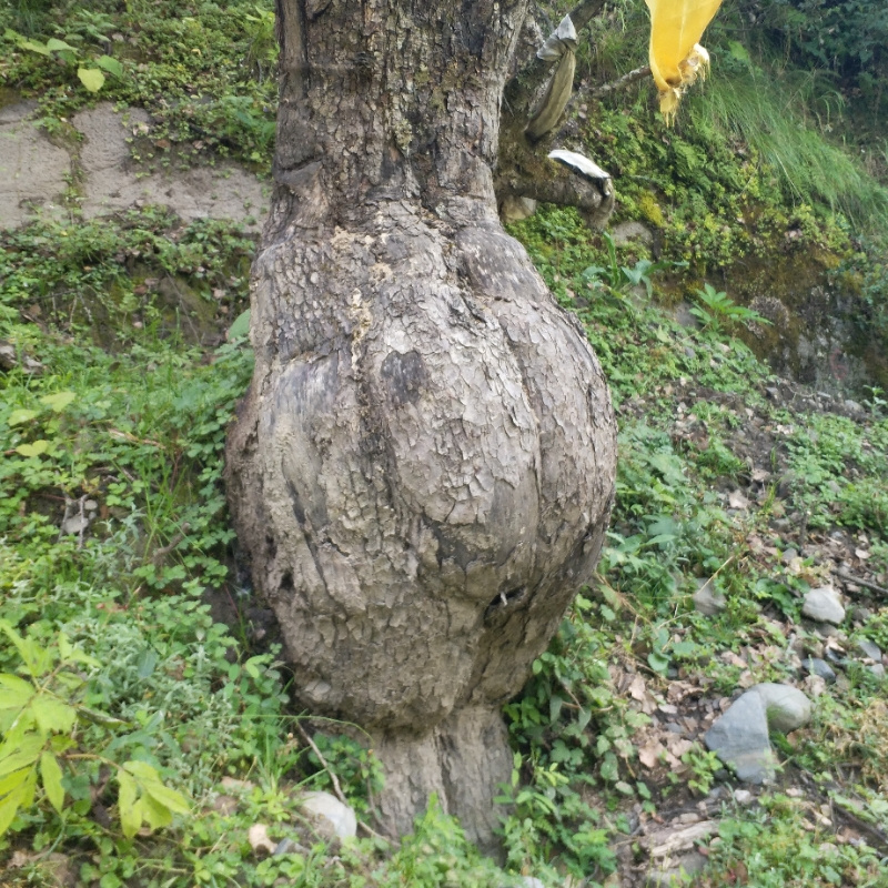鸿燊