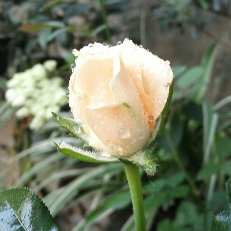 依露馨
