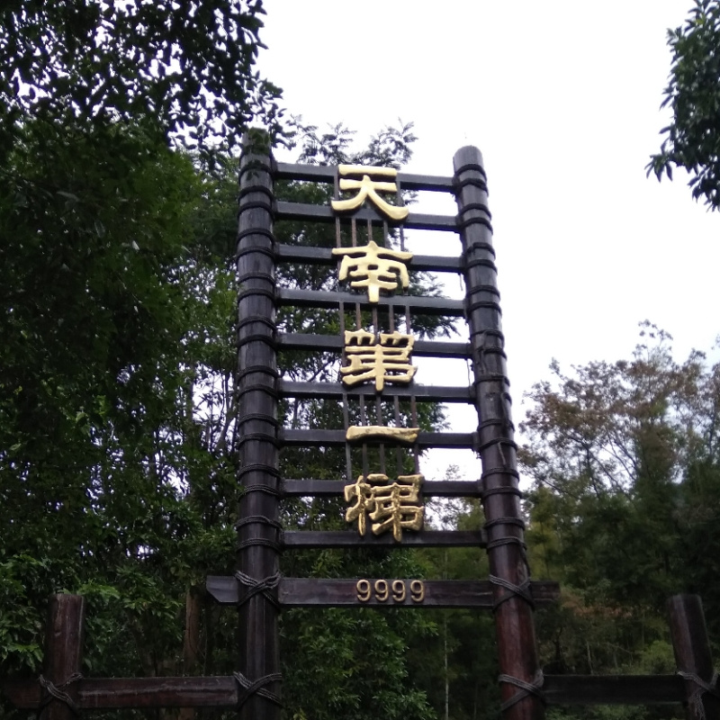 青。鸟