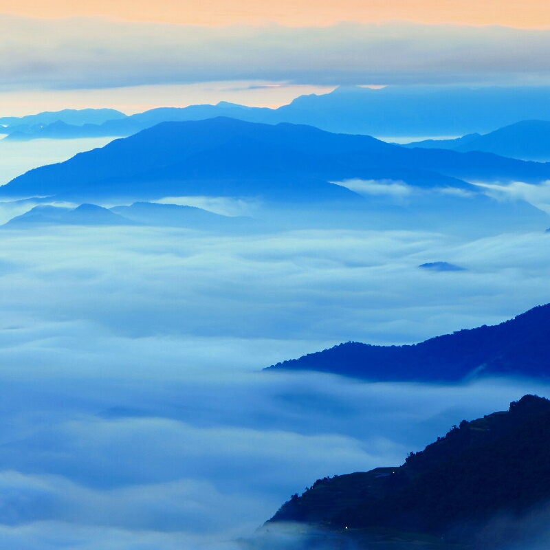 忘机鼠