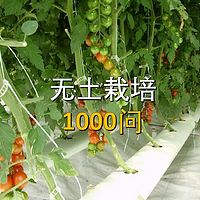 无土栽培1000问
