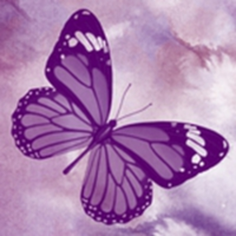 梦纱紫蝶