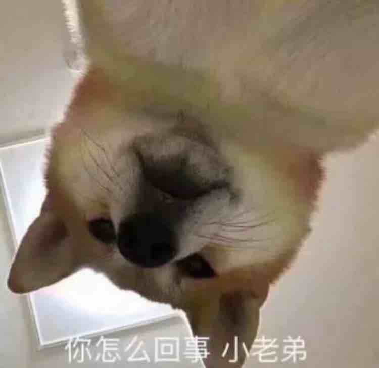 爱听音乐的嵩鼠