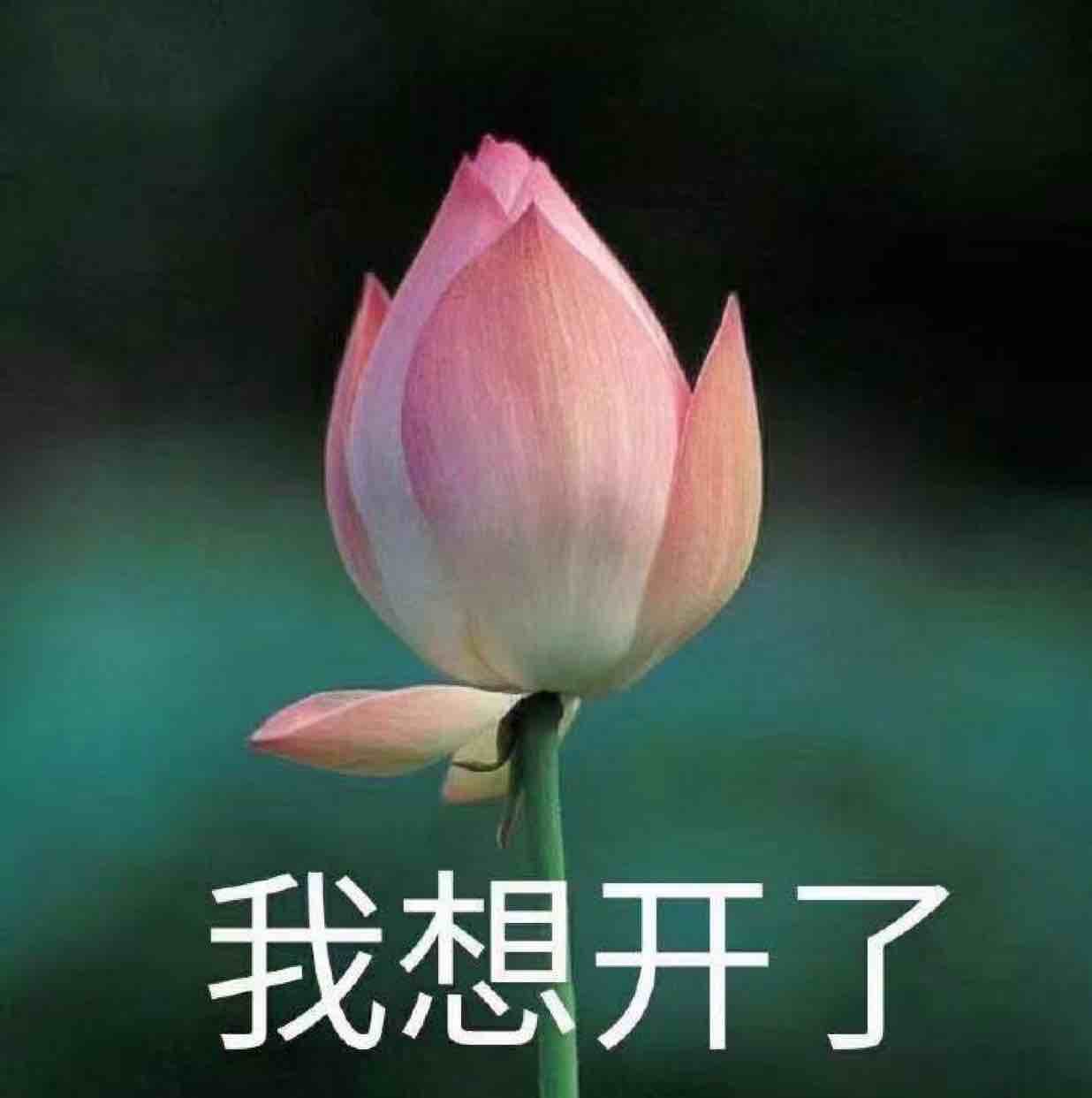 谢大兔