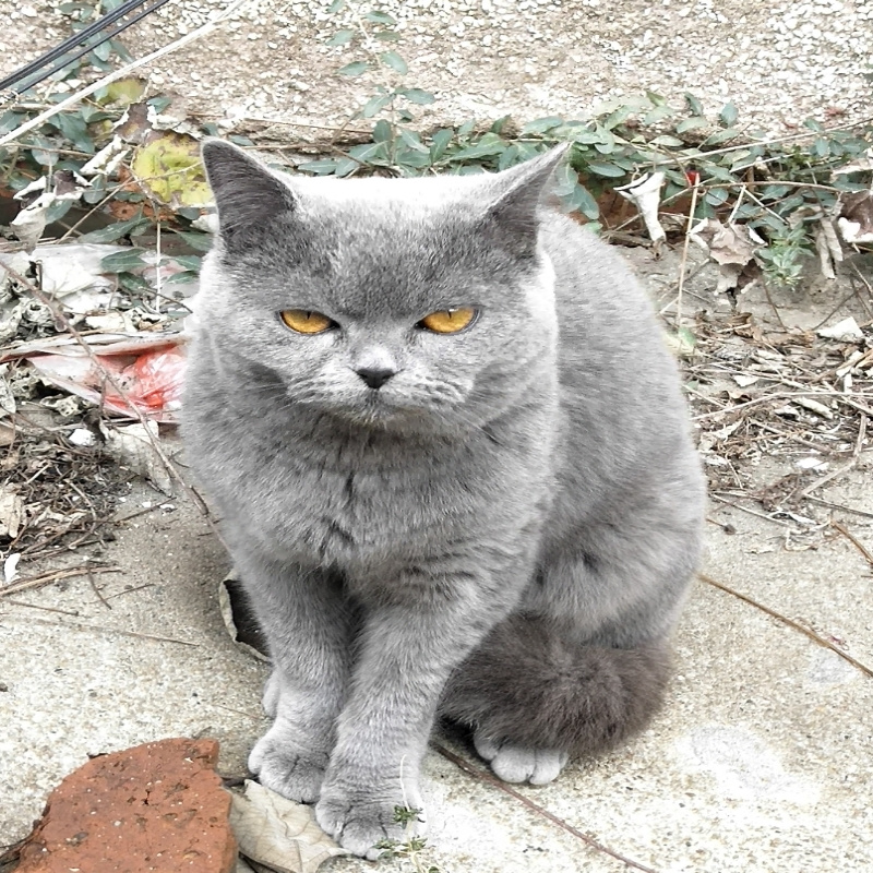 ꧁猫儿꧂