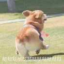 苑二豪豪豪