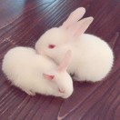 云淡风轻起?