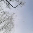 元宏