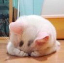 ?  Z 小 Y の猫咪?