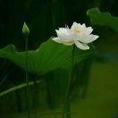 风清扬