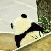 拦路虎没要莫内
