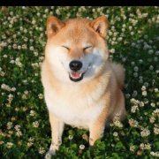 鹿爷儿66