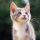 猫咪和狗狗