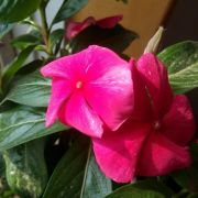 花开花落96-135