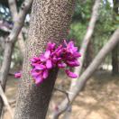 芳芳
