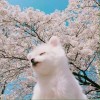 柚子味的诗