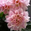 雏菊